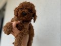 Toy poodle dişi erkek yavrular 
