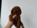 Toy poodle dişi erkek yavrular 