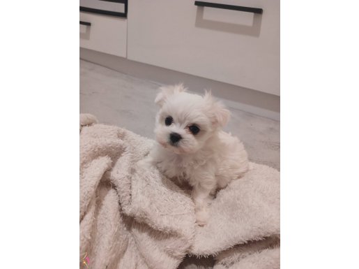 Büyümeyen yavrular