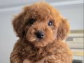 2,5 Aylık Toy Poodle Yavrumuz Sahibini Arıyor.