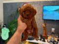 IRK VE SAĞLIK GARANTİLİ TOY PODDLE YAVRULARIMIZ 