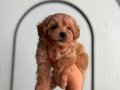 IRK VE SAĞLIK GARANTİLİ MALTİPOO YAVRULARIMIZ 