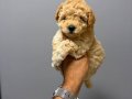 IRK VE SAĞLIK GARANTİLİ MALTİPOO YAVRULARIMIZ 