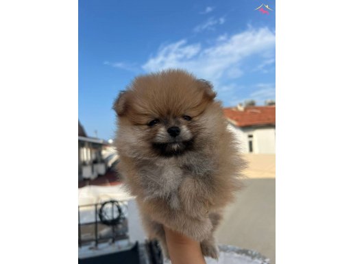 Pomerian Boo Ayı Surat A kalite bebekler