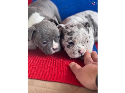 Egzotic Bully Secereli Yasal 