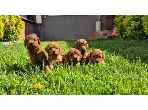 Toy poodle bebeklerimiz yuvalarını ariyor 