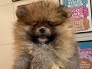 Turuncu Pomerian boo uygun acil