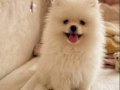 POMERİAN BOO AYI SURAT
