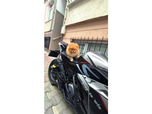 Pomeranian Boo Ayı Surat Wc Eğitimli 2 yaşında