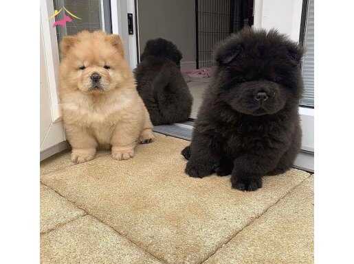 Her renk chow chow bebekler mevcuttur 