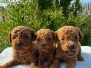 Anne Altından Kendi Yetiştirdiğimiz ToyPoodle Yavrularımız