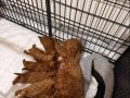 Safkan Toy Poodle Yavrular - Erkek ve Dişi - Sağlıklı