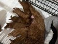 Safkan Toy Poodle Yavrular - Erkek ve Dişi - Sağlıklı