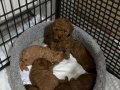 Safkan Toy Poodle Yavrular - Erkek ve Dişi - Sağlıklı