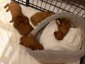 Safkan Toy Poodle Yavrular - Erkek ve Dişi - Sağlıklı
