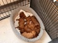 Safkan Toy Poodle Yavrular - Erkek ve Dişi - Sağlıklı