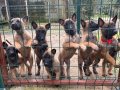 52 günlük orjinal safkan yavrular