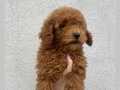 2,5 aylık toy poodle erkek 