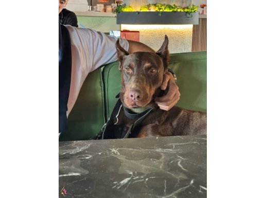 Kızıl doberman hızlı olan kazanır acill satılık mücevher