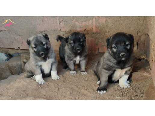 Orijinal kangal yavruları 