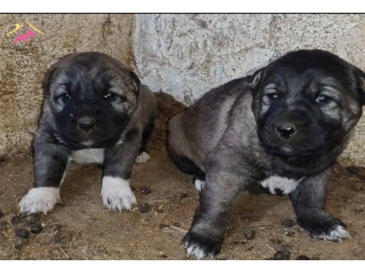 Orjinal kangal yavruları 