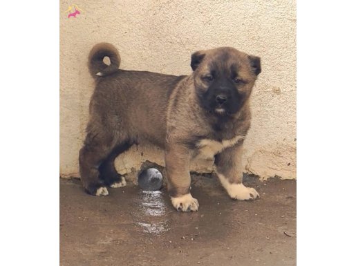 Asil Kanı: Kusursuz Safkan Kangal Yavruları