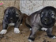 Orjinal kangal yavruları 