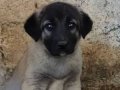 Orjinal kangal yavruları 