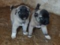Sivas Altınyayla Has Orijinal Kangal Yavruları