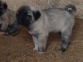 Sivas Altınyayla Has Orijinal Kangal Yavruları