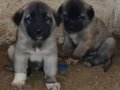Sivas Altınyayla Has Orijinal Kangal Yavruları