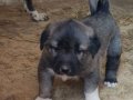 Has kangal yavruları