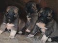 Has kangal yavruları