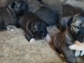 Has kangal yavruları