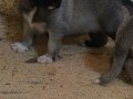 Has kangal yavruları