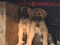 Has kangal yavruları