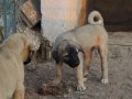 Has kangal yavruları