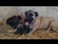 Orjinal kangal yavruları 