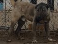 Orjinal kangal yavruları 