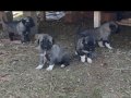 Orjinal kangal yavruları 