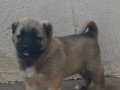 Orjinal kangal yavruları 