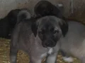 Orjinal kangal yavruları 