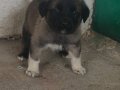 Orjinal kangal yavruları 