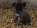 Orjinal kangal yavruları 