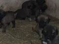 Orjinal kangal yavruları 