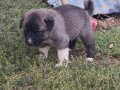Orjinal kangal yavruları 