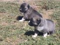 Orjinal kangal yavruları 