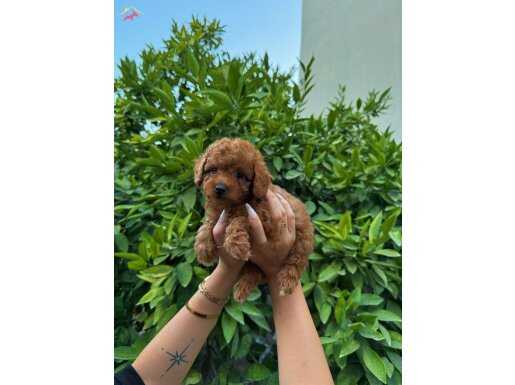 Saf Kan Yüksek Kalite Toy Poodle Yavrularımız