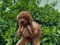 Yüksek Kalite Saf Kan Toy Poodle Yavrularımız
