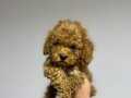 Saf Kan Yüksek Kalite Toy Poodle Yavrularımız